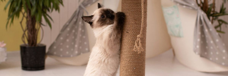Why Do Cats Scratch? The 5 Main Reasons Behind Scratching