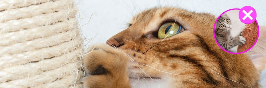How to Get a Cat to Use a Scratching Post: Expert Advice from a Feline Behaviour Specialist