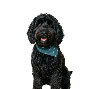 Baxter