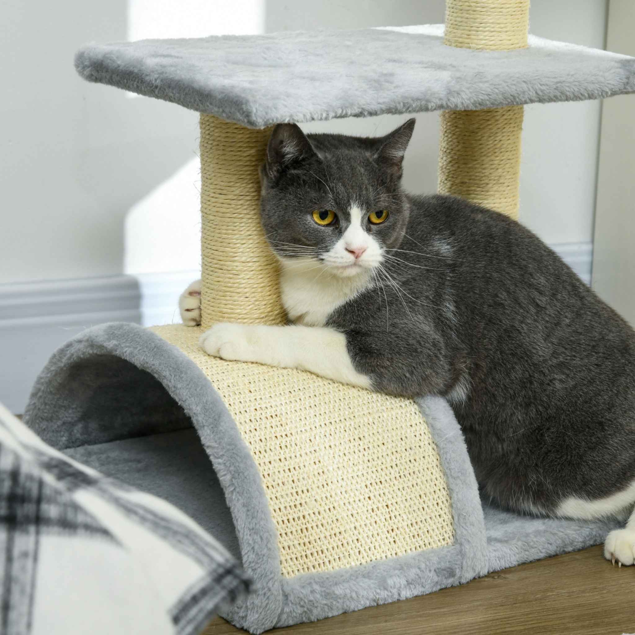 British shorthair cat scratching curved sisal rope surface