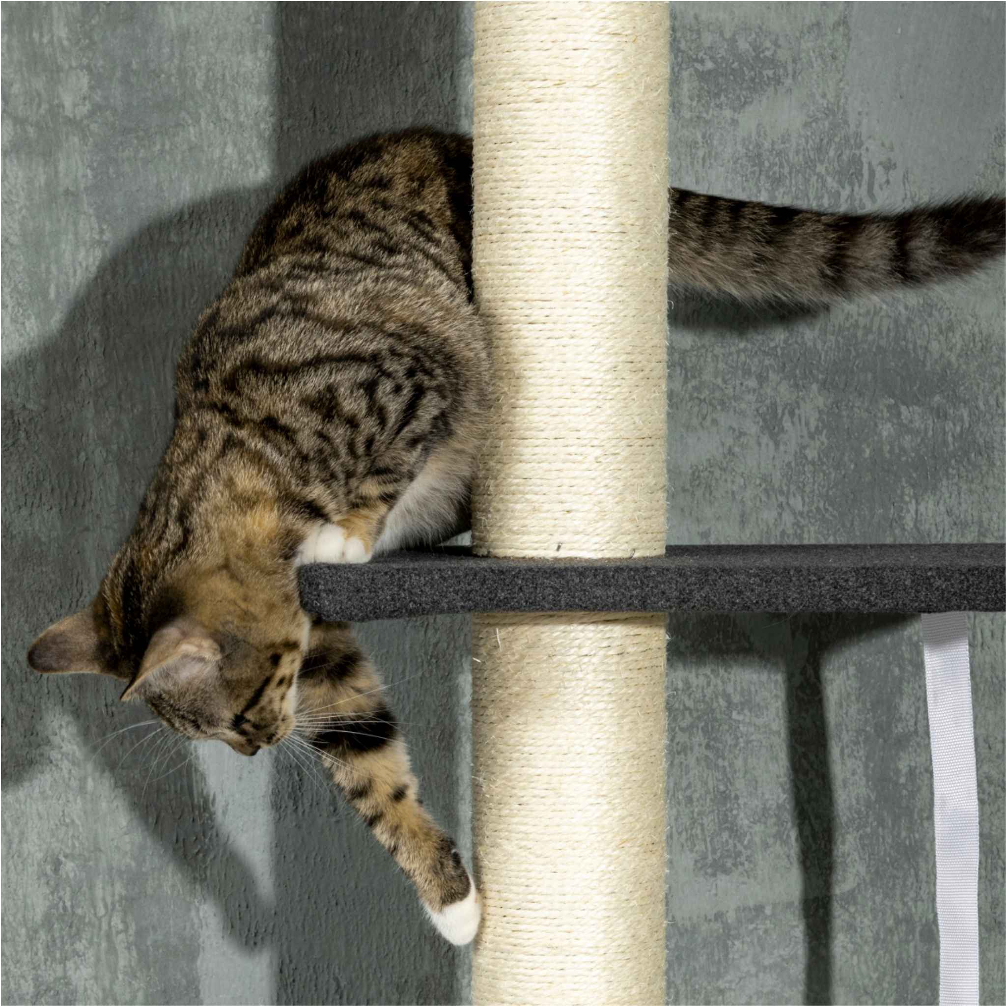 Cat climbing between two platforms of black 270cm tall cat tree