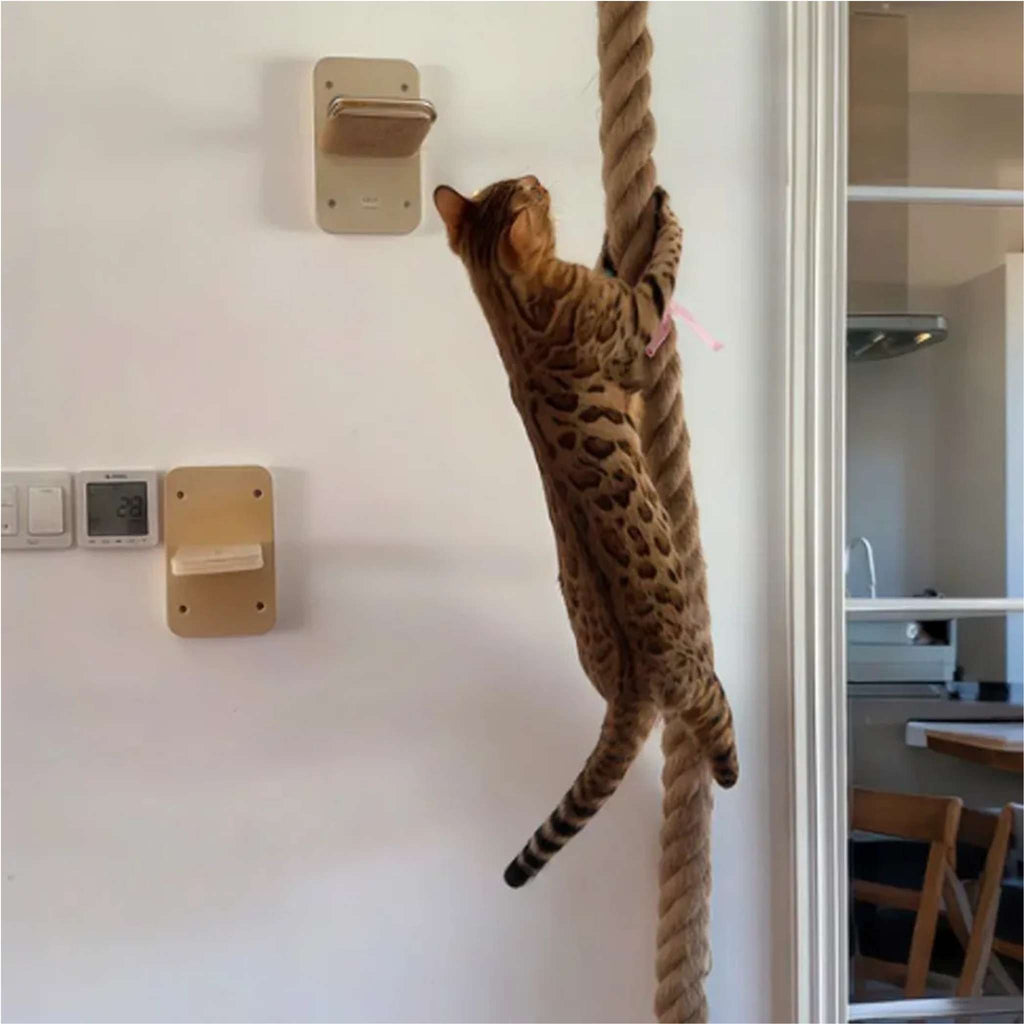 Cat climbing scratching rope