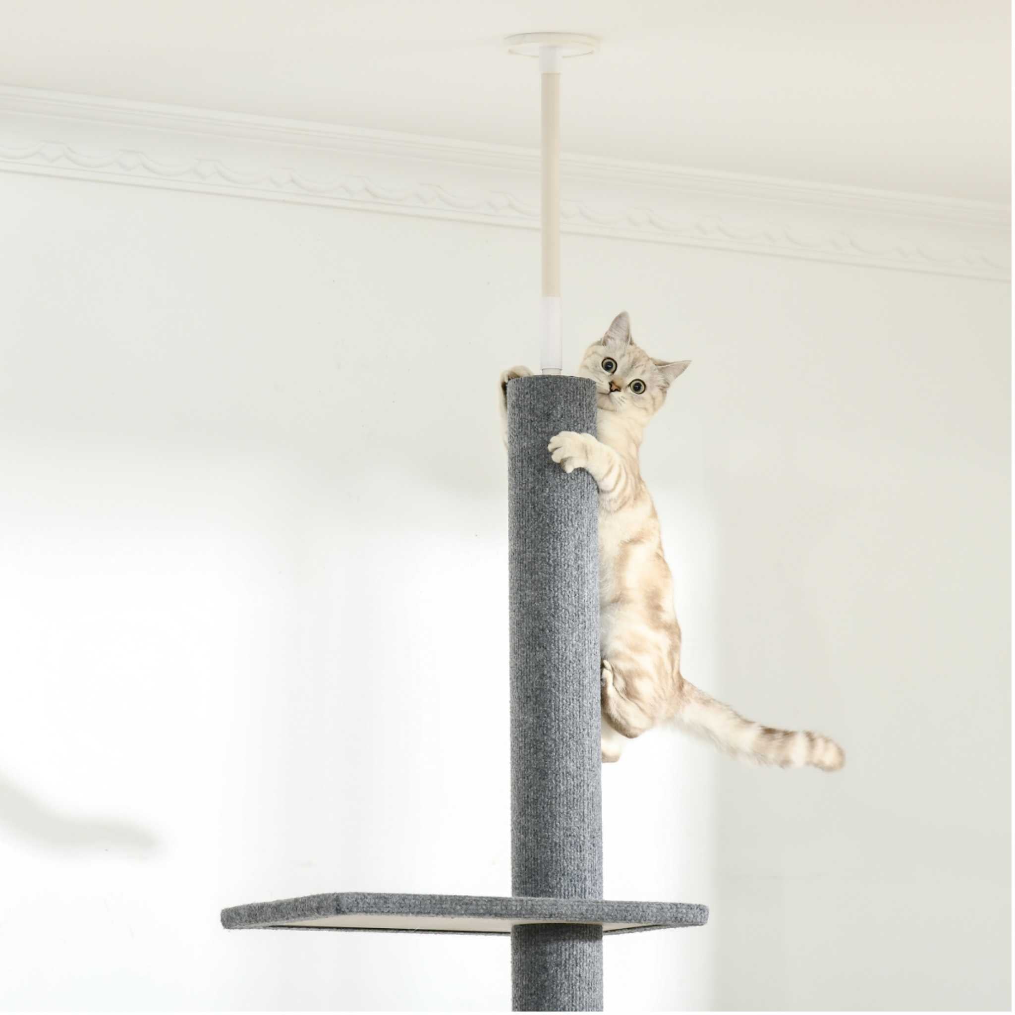 Cat climbing to top level of cat tree