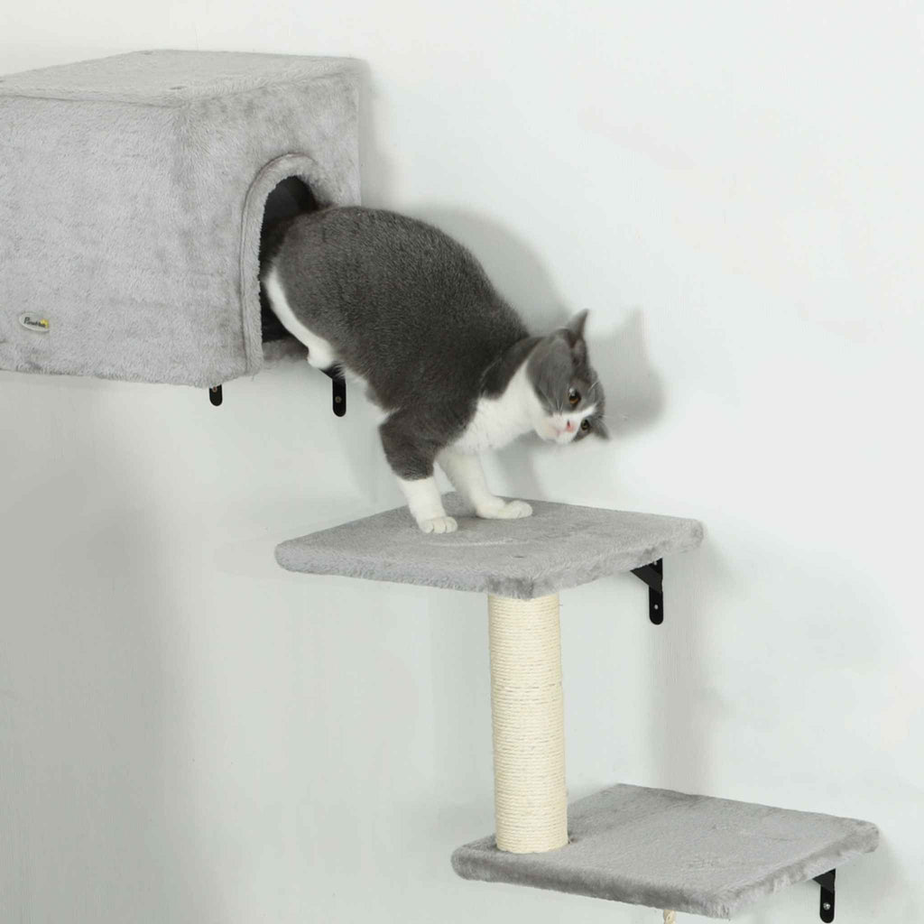 Cat in at house on wall mounted cat tree