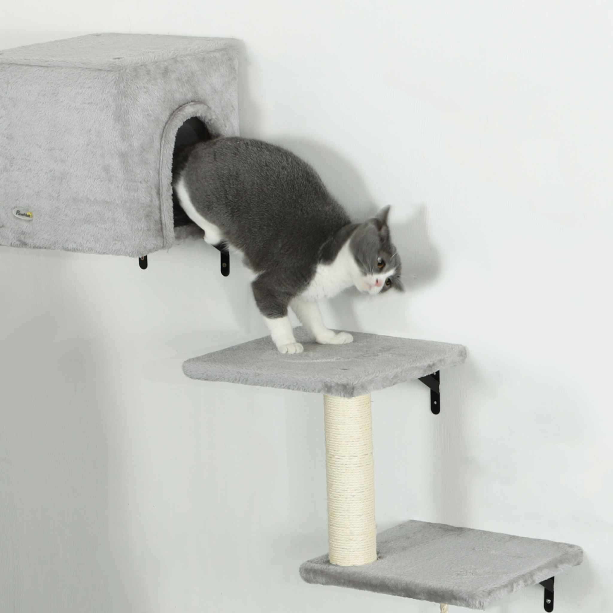 Cat in at house on wall mounted cat tree