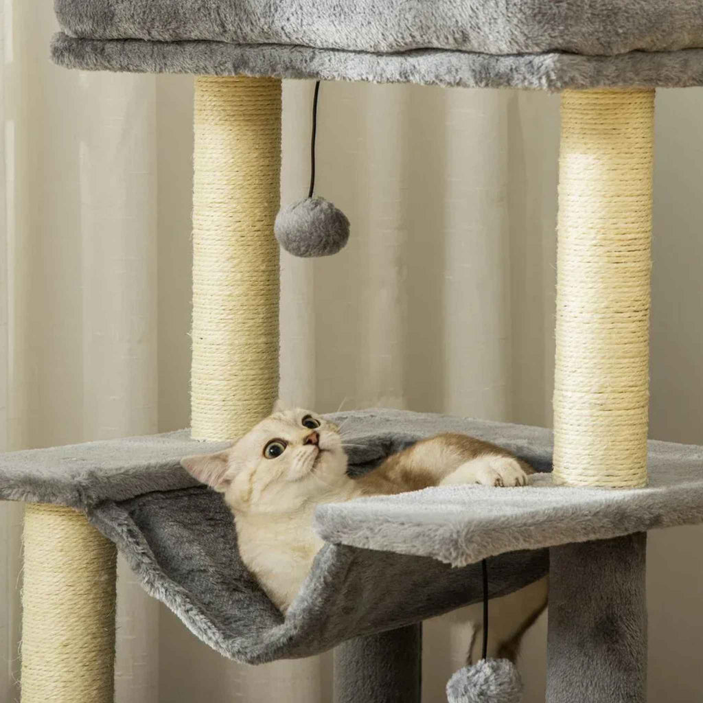 Cat looking at dangling toy