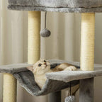 Cat looking at dangling toy