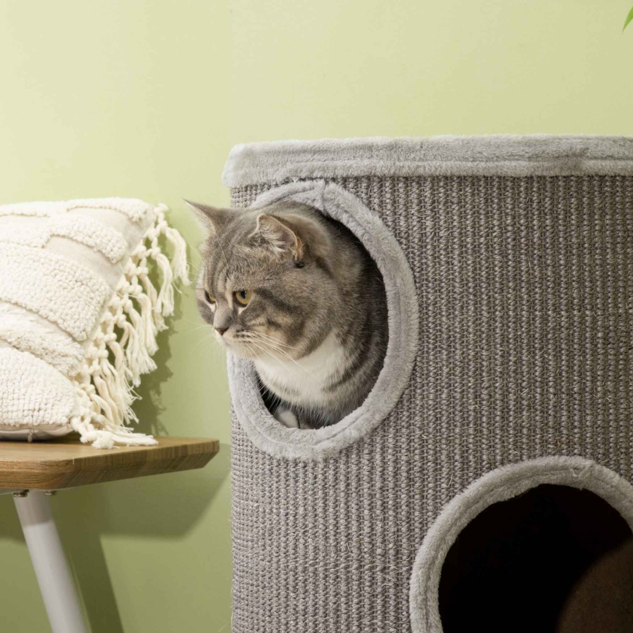 Cat looking out from barrel hideaway