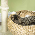 Cat playing with dangling toy on wicker  cat tree