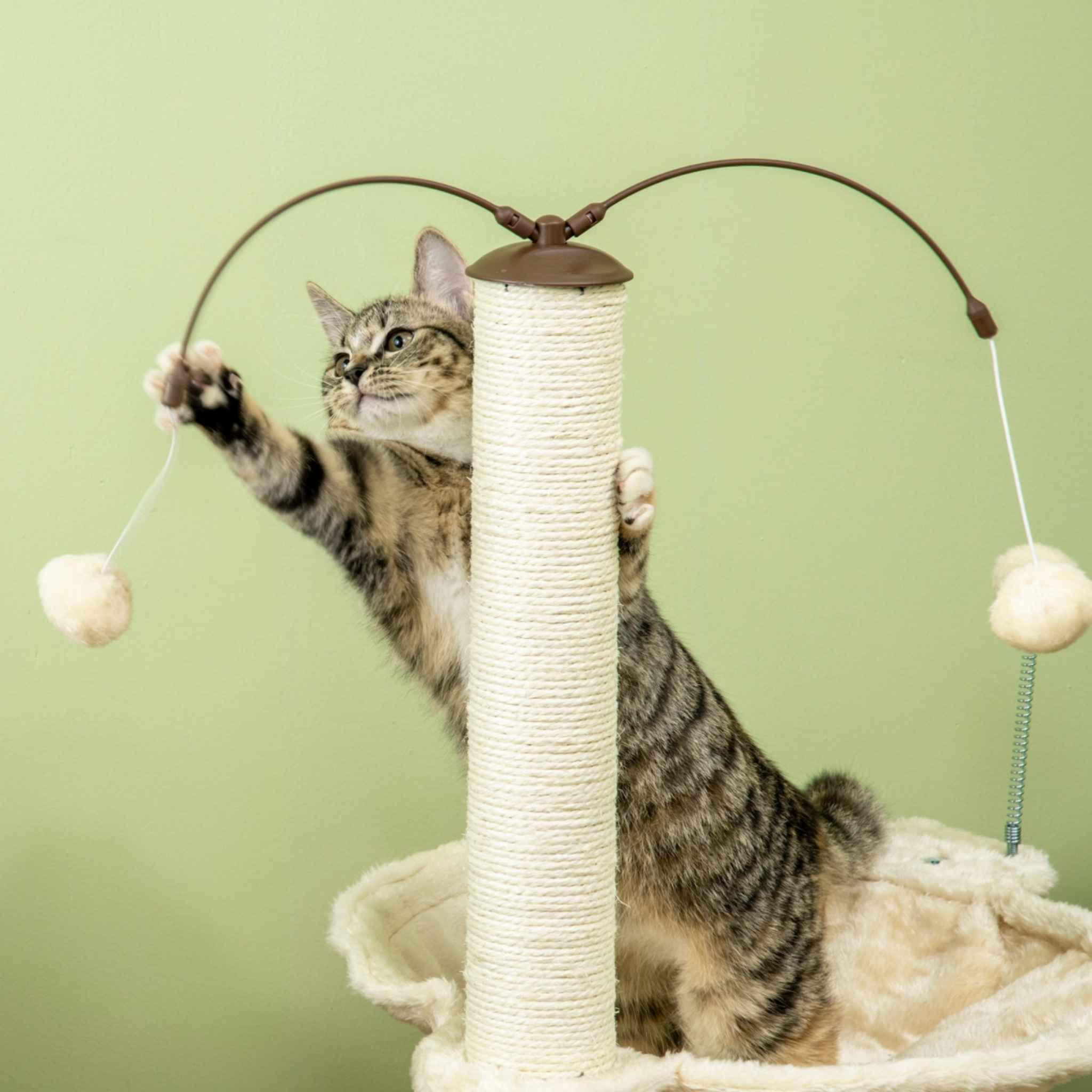Cat playing with dangling toy