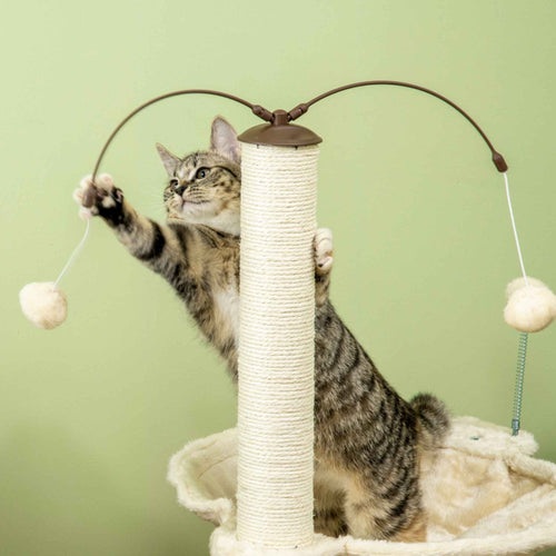 Cat playing with dangling toy