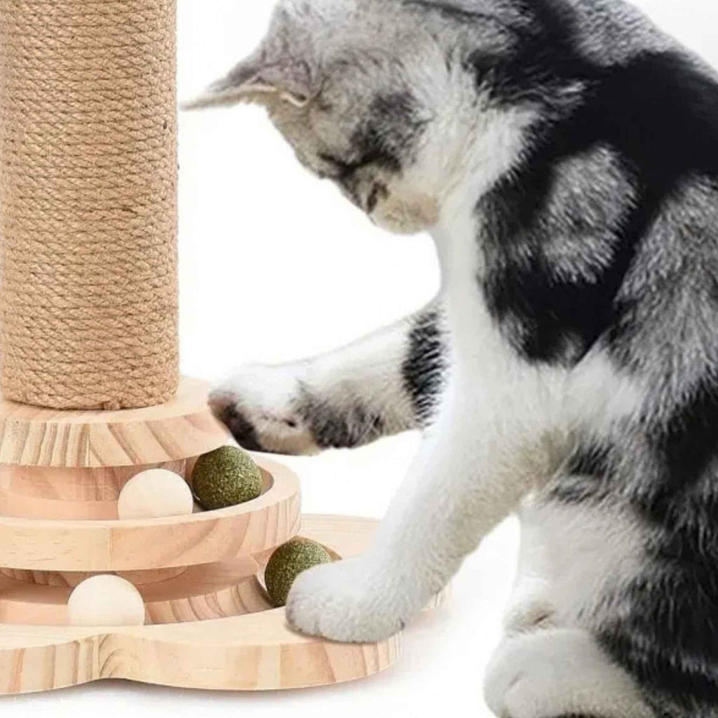 Cat playing with interactive track ball