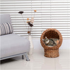 Cat resting in rattan bed next to sofa