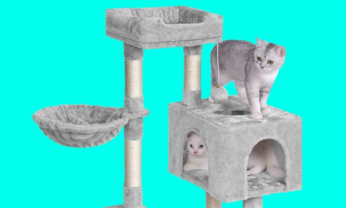 Cat scratching posts and tree towers