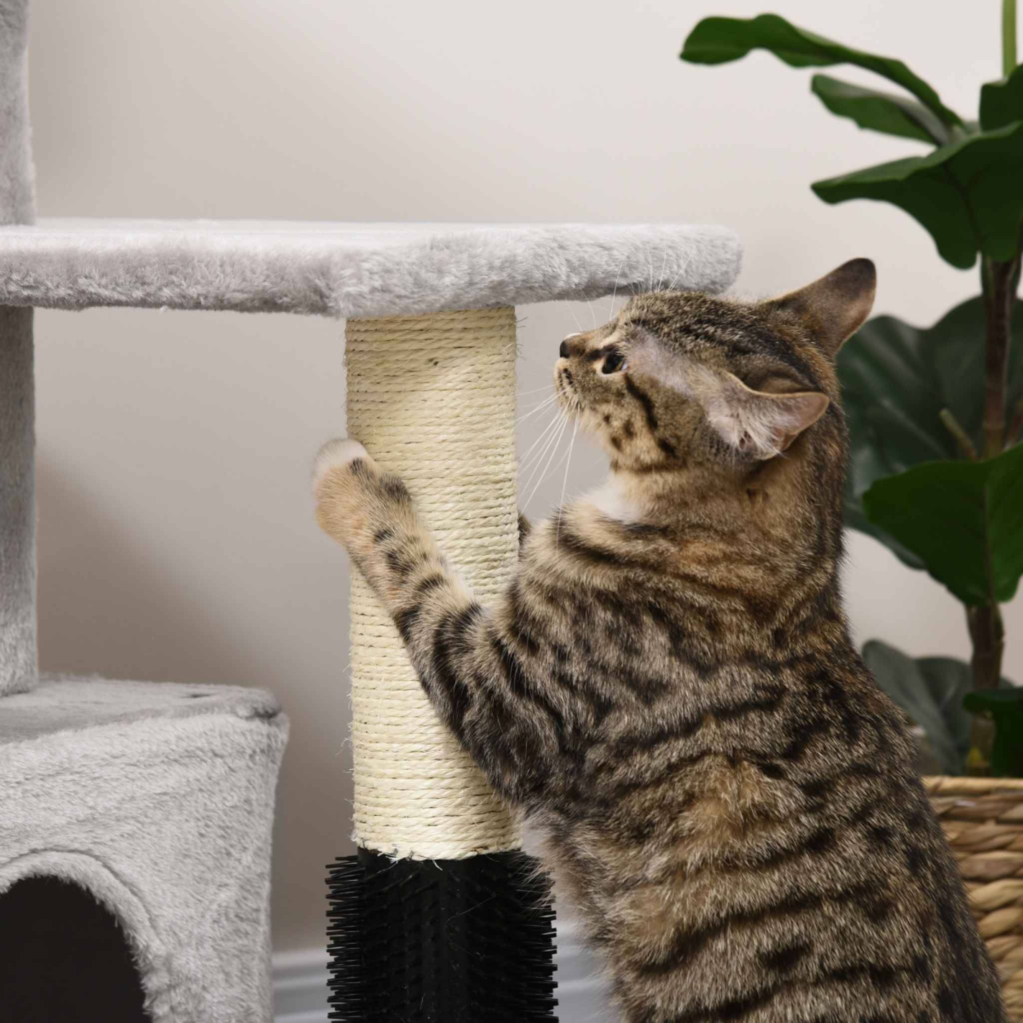 Cat scratching sisal rope post on grey cat tree