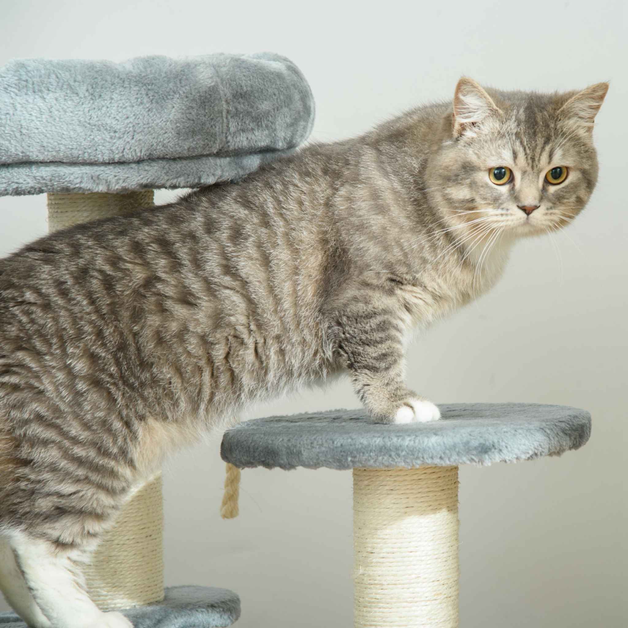 Cat standing on second level of grey cat tree