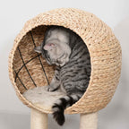 Cattail fluff cat house