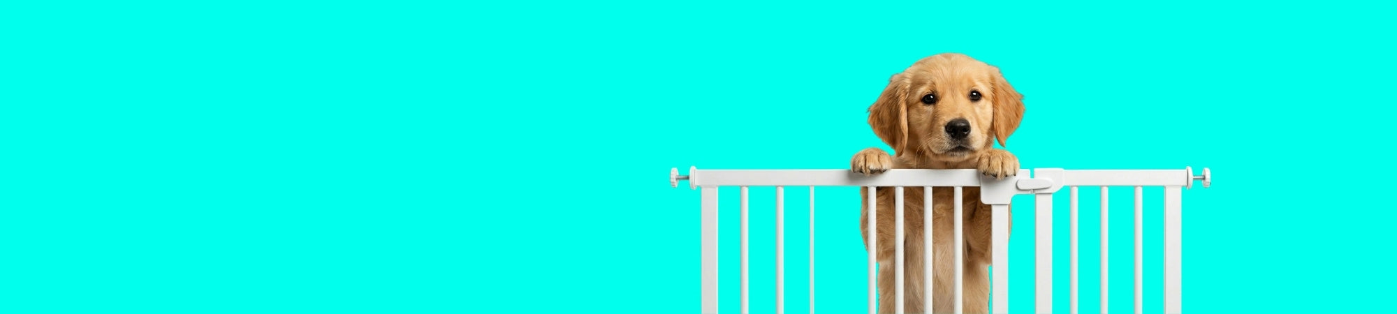 Dog gates
