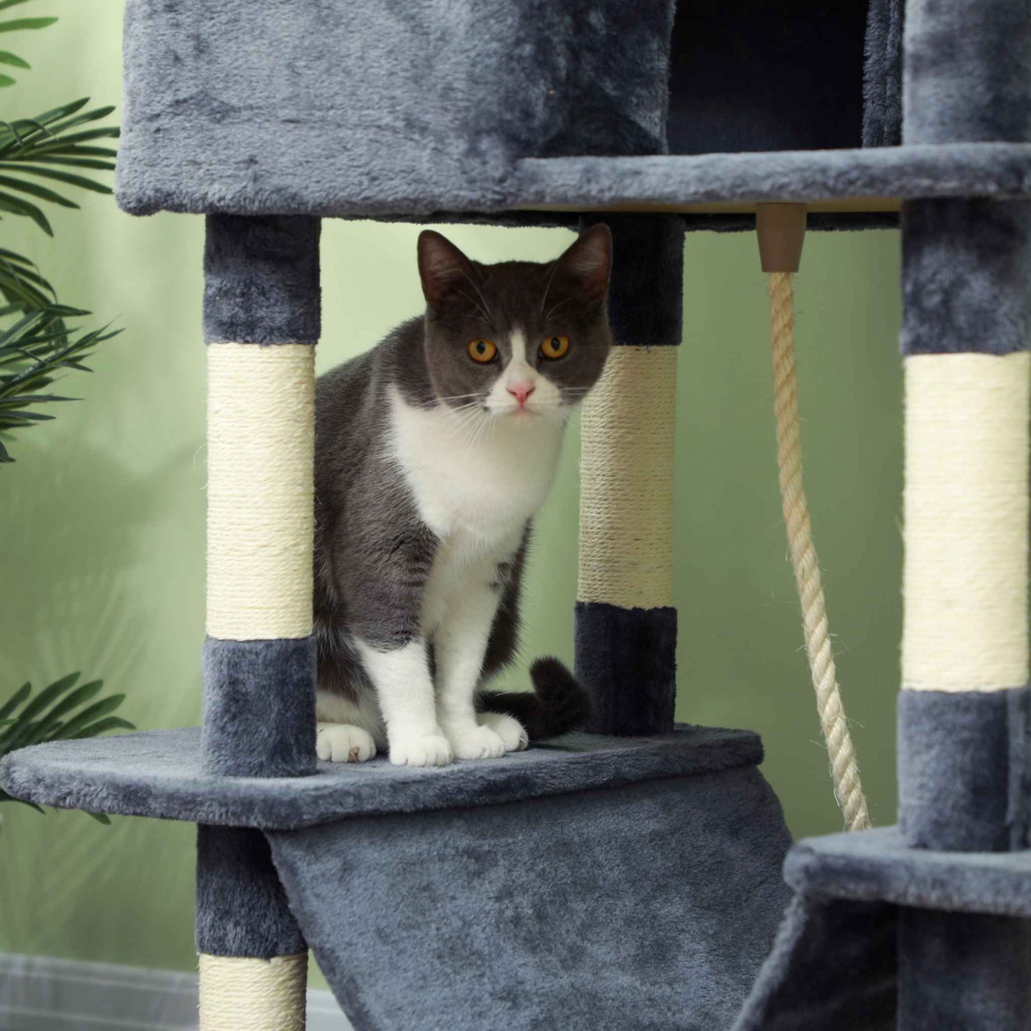 Grey and white cat sitting on dark grey cat tree