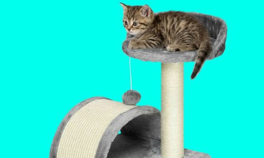 Kitten sitting on scratching post