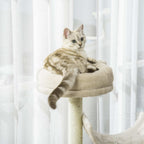 Kitten sitting on top platform of cream cat scratching post