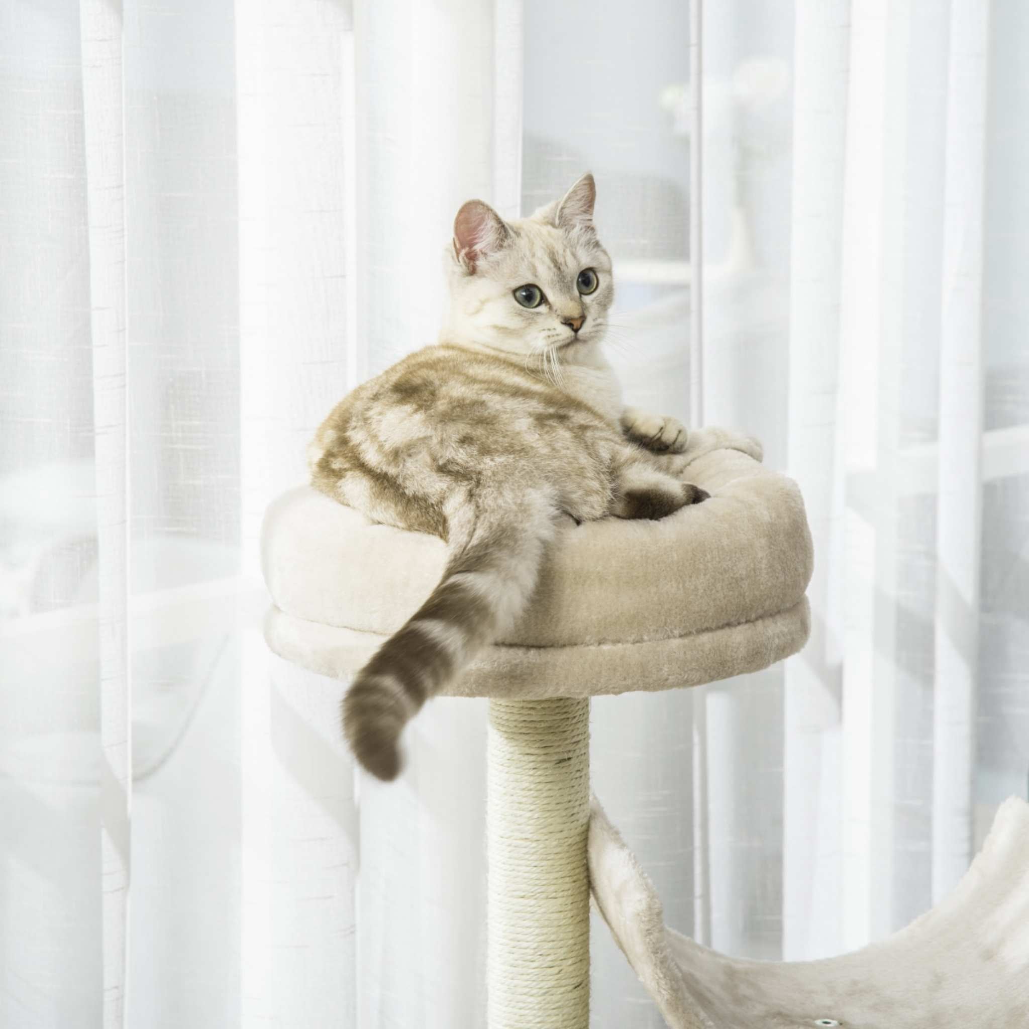 Kitten sitting on top platform of cream cat scratching post
