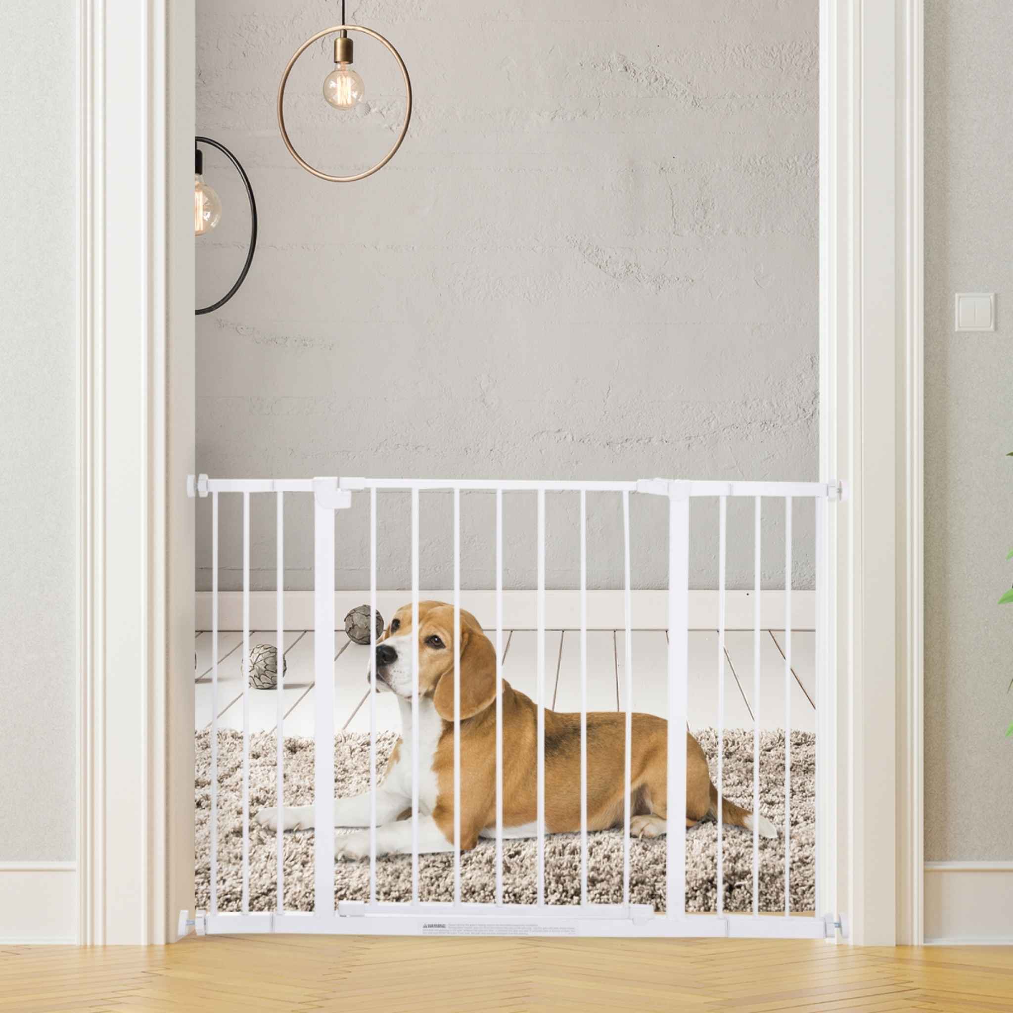 Medium sized dog laying behind pet barrier