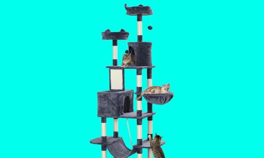 Multiple cats on a large cat tree