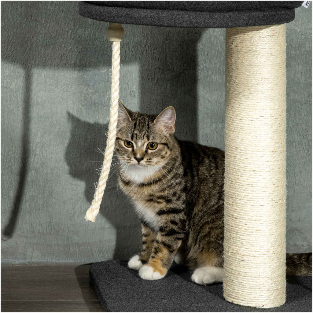 Small cat playing with dangling toy