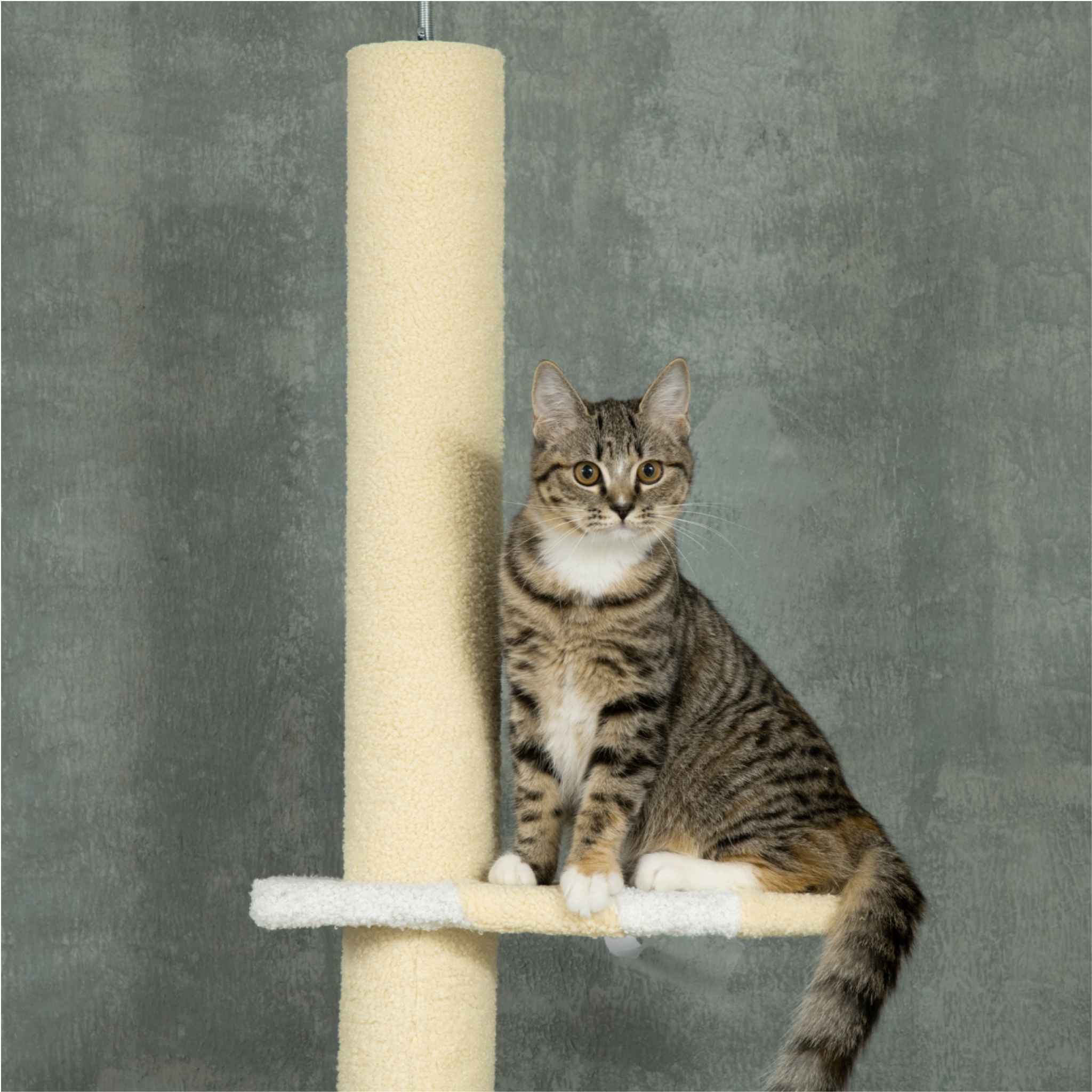 Small cat sitting on top level of cream cat tree