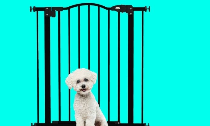 Small dog sitting in front of pet gate