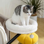 Tabby cat resting on white desk bed