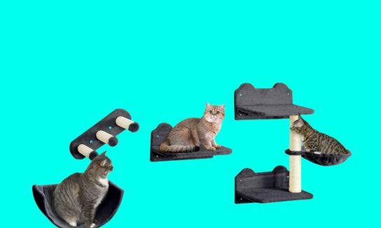 Three cats sitting on a wall mounted cat scratcher