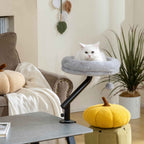 White cat resting in desk bed